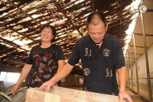 你知道夫妻在家养猪,养多少最轻松,最赚钱么?