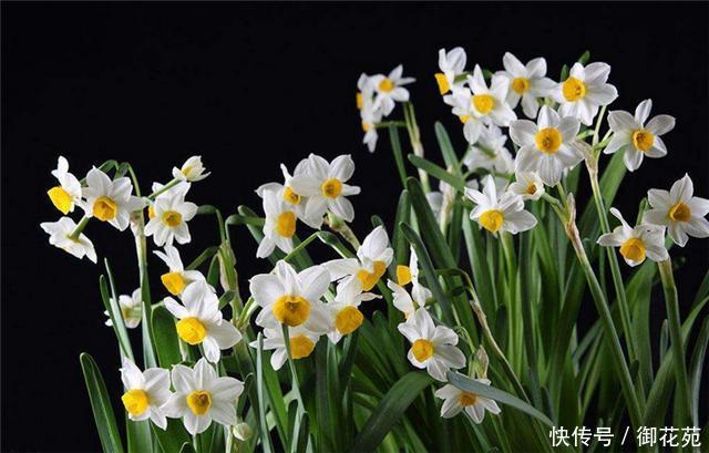 这6个养花小技巧您要懂,让花儿开得更好!