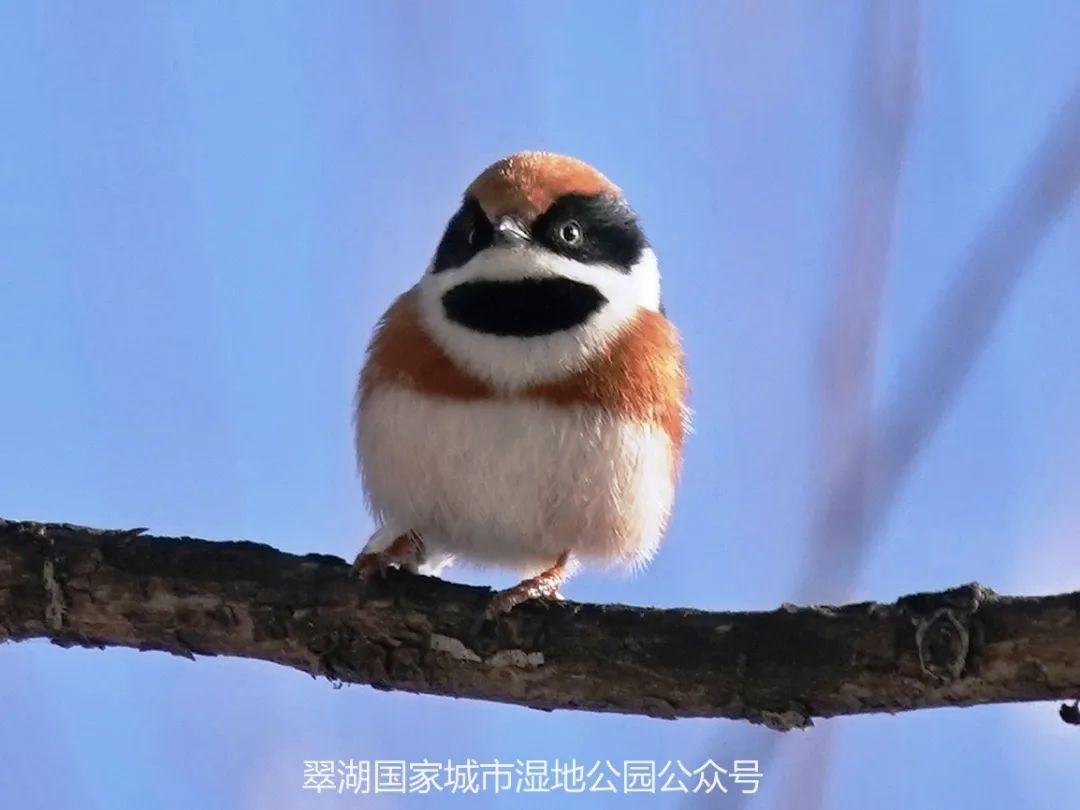 太漂亮了!北京翠湖湿地公园发现新鸟种——红头长尾山雀_北京时间