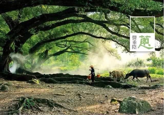 福建杨家溪网红景点老农牵牛:人工制造晨雾