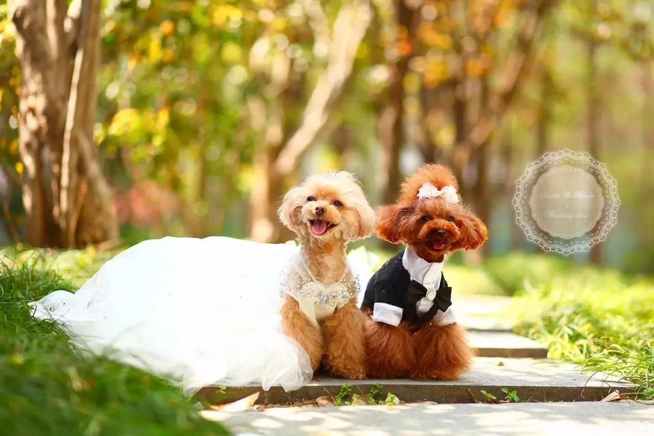 让你们天天虐狗?今天让狗穿婚纱虐你们一下