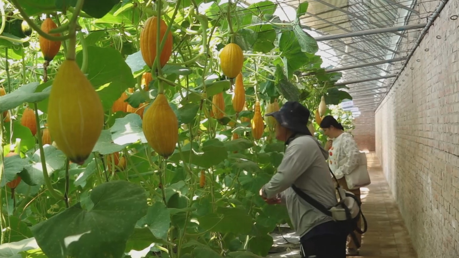 京津冀农业科技协同创新大会召开 1843个北京培育新品种蔬菜集体亮相 京津冀农业科技协同创新大会召开 1843个北京培育新品种蔬菜集体亮相