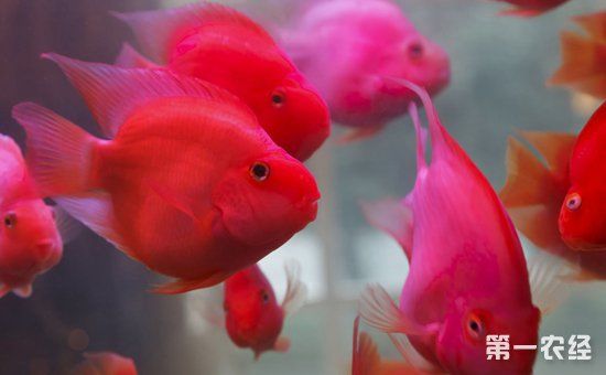 鹦鹉鱼可以和什么鱼混养?可以与鹦鹉鱼混养的