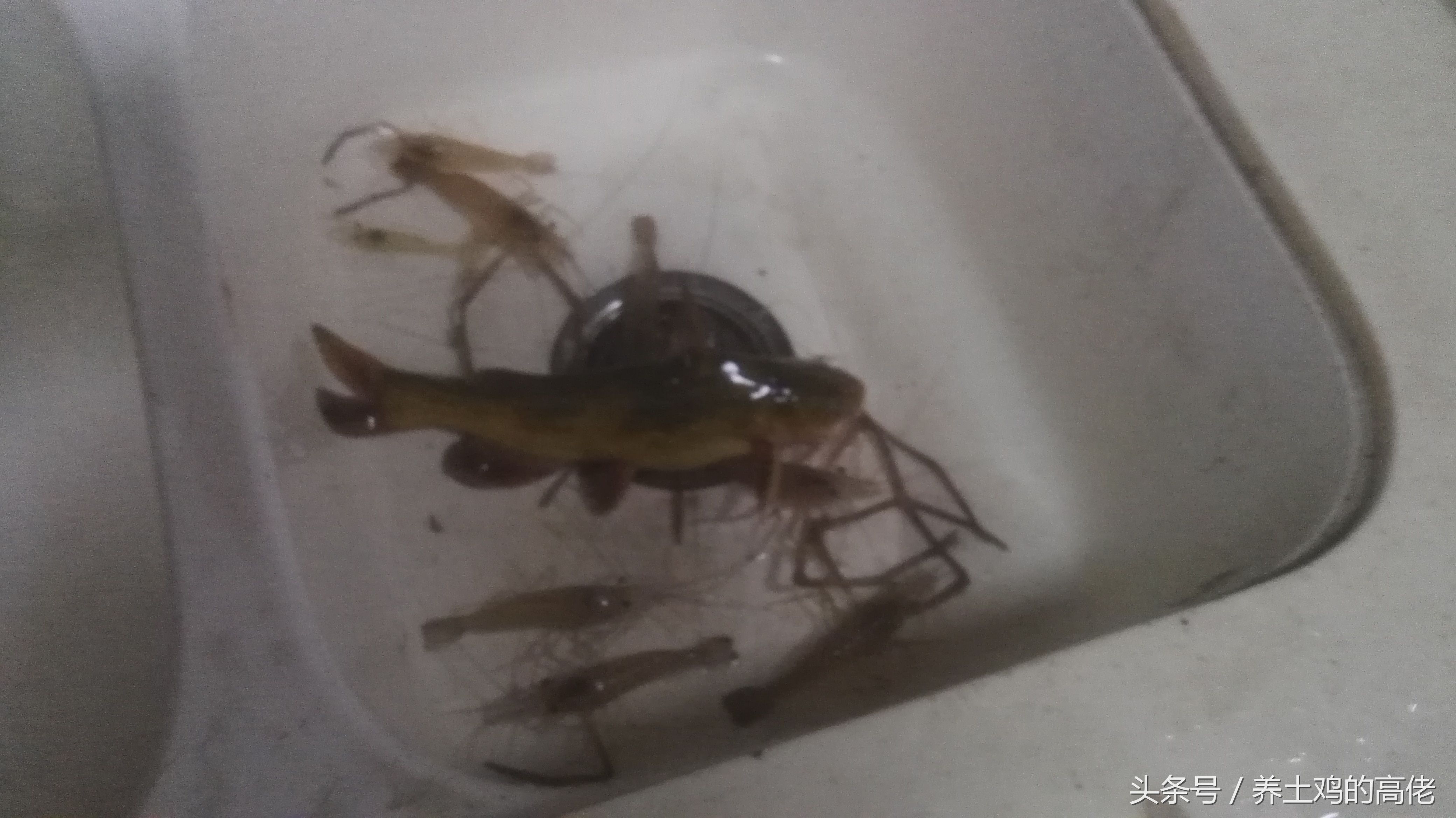 这种野生鱼叫刀鳅鱼,营养价值很高却很少有,城