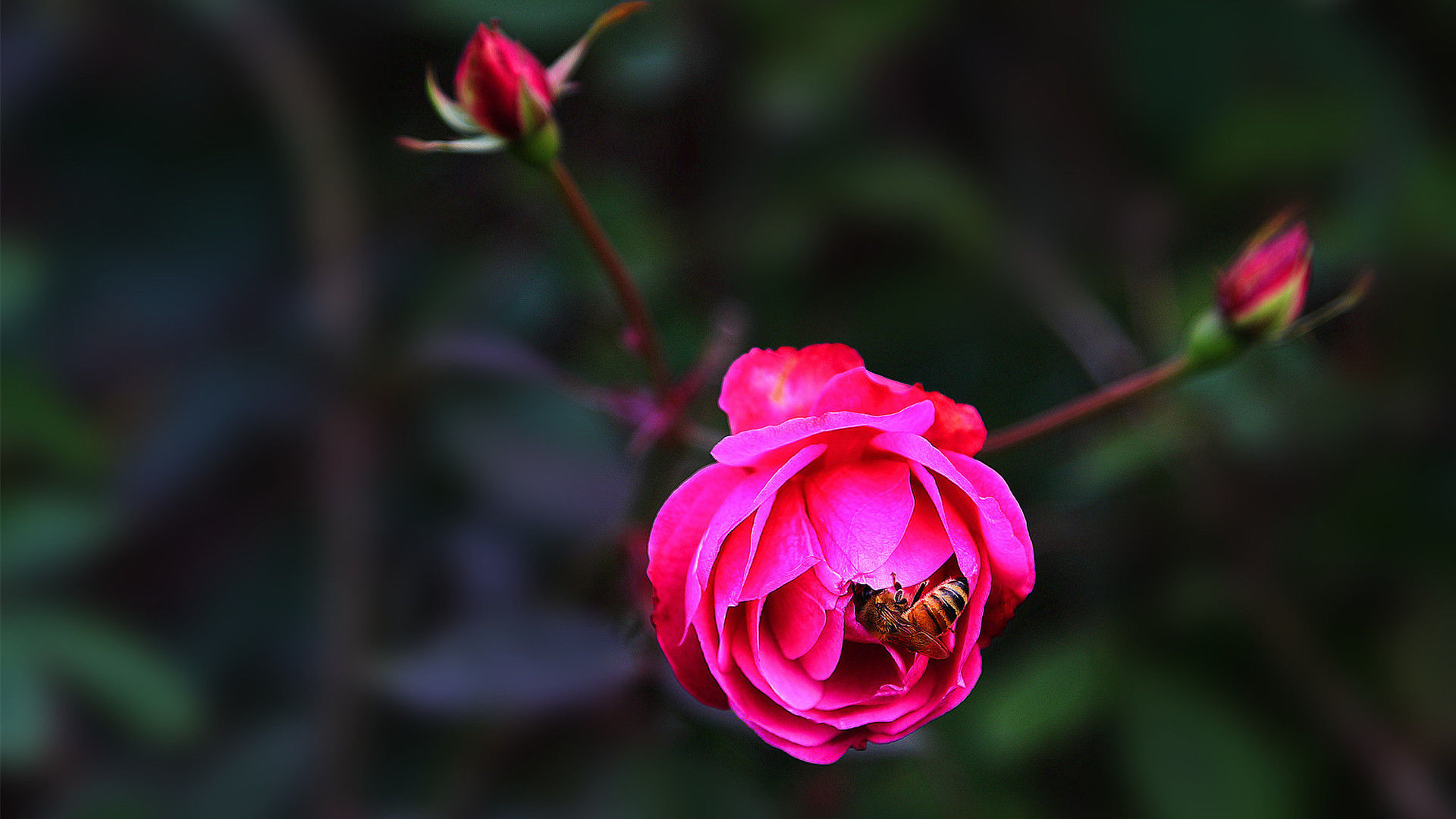 中国红月季花精美高清电脑宽屏壁纸