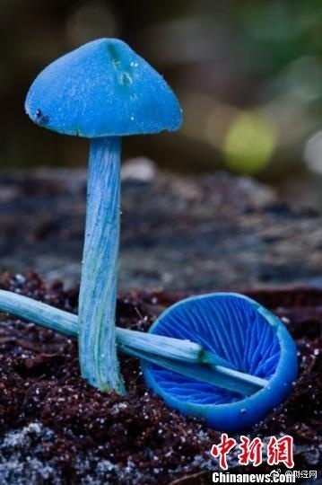 粉褶菌属的典型特征，顾名思义，就是菌褶都呈粉红色。“蓝瘦香菇”们也不例外，只是他们全身包括菌柄在内都呈蓝色，这使他们区别于其他同类，格外吸引人们的目光。