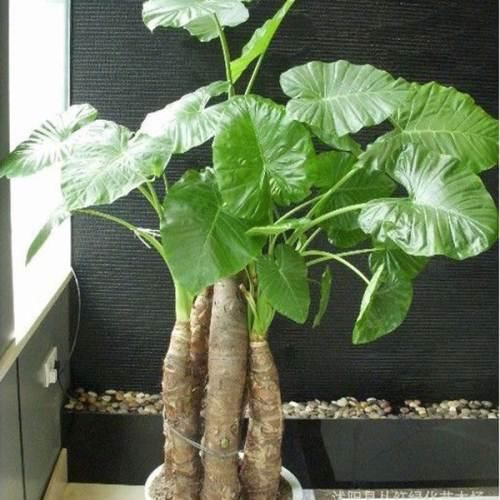 龟背竹的果实成熟后可以做菜,香味像凤梨或者