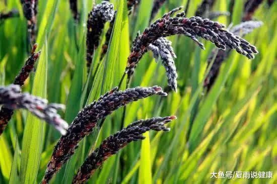 黑米有什么营养价值,4类人要常吃,2类人千万不
