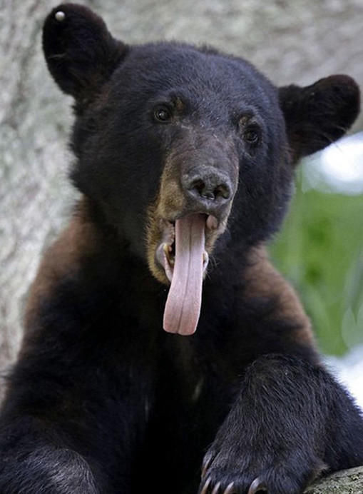 星座指南说:12星座所代表的动物,巨蟹座的是螃