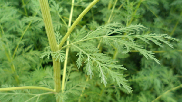 一叶蒿草播万种--海丝路上的医道真经