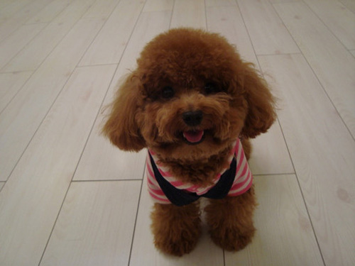 泰迪犬多少钱一只 各种狗狗价格不一 泰迪犬多少钱一只 各种狗狗价格不一