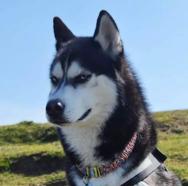 或者邪魅一笑,一个狗会这么笑到底是闹哪样?