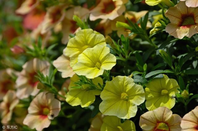 矮牵牛只长叶子不开 花,更别说花朵爆盆了,可能