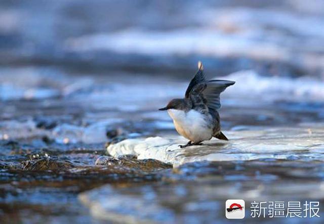 神奇动物在哪里?百幅美照带你领略新疆物种多样性之美