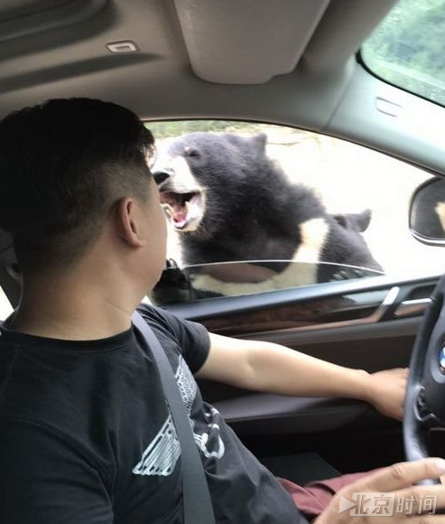 被熊咬男子否认园方事发前赶熊:视频系事后场景