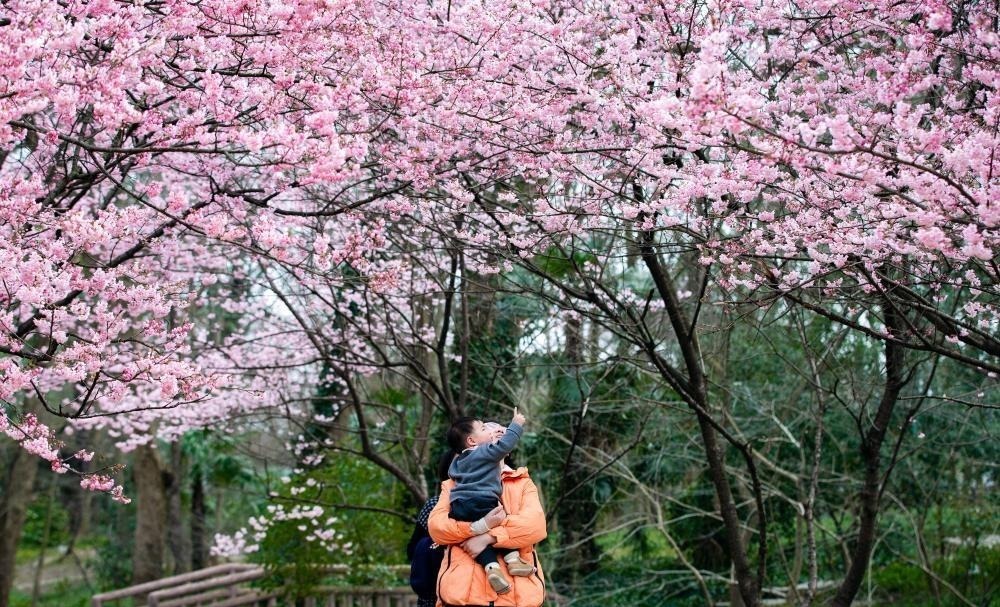 2019年3月13日，随着气温持续攀升，南京中山植物园樱花盛开，吸引许多游客前来踏青赏花。苏阳/人民图片
