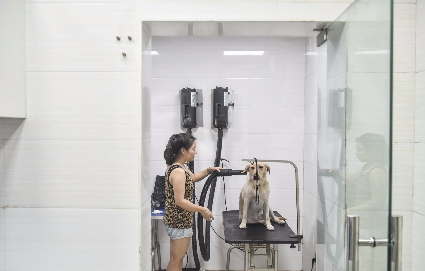 不过，狗狗下水之前需要先过三道体检关，先要检查狗狗的耳螨并进行处理，然后检查狗狗是否有皮肤病，最后检查外伤。图为接受服务的狗狗。