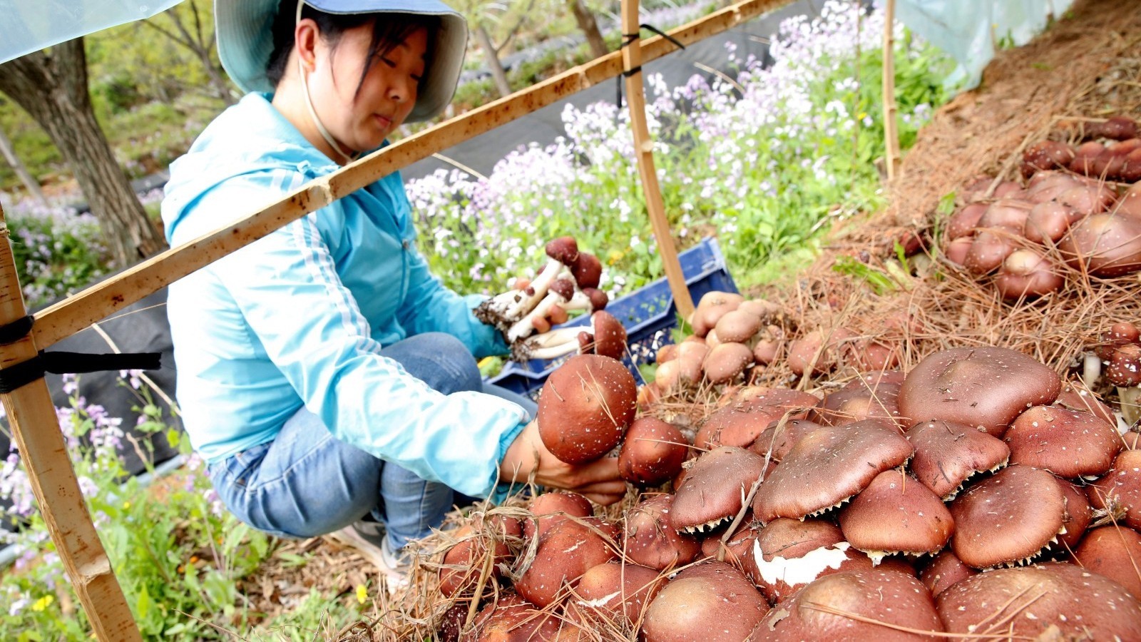 平谷鲜蘑喜丰收 “泉水蘑菇”健康品尝 平谷鲜蘑喜丰收 “泉水蘑菇”健康品尝