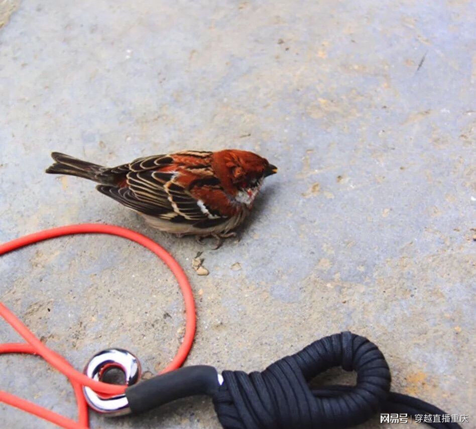 重庆巫山县--非法布网残害野生鸟 其手段非常残