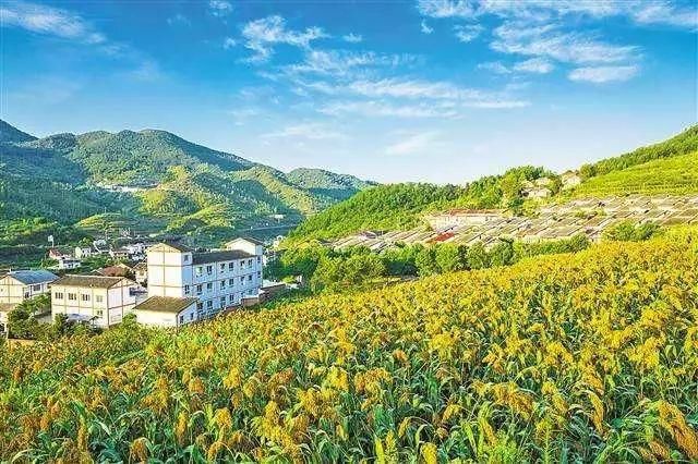 如何更好地实施乡村振兴战略?丨 关键之年关键