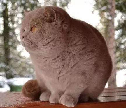 奶奶养大的超级萌黄金猪猫,肥到分不清楚头和身体交界处在哪