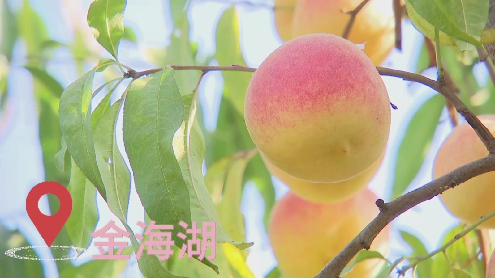 映霜红大桃成熟上市 采摘正当时
