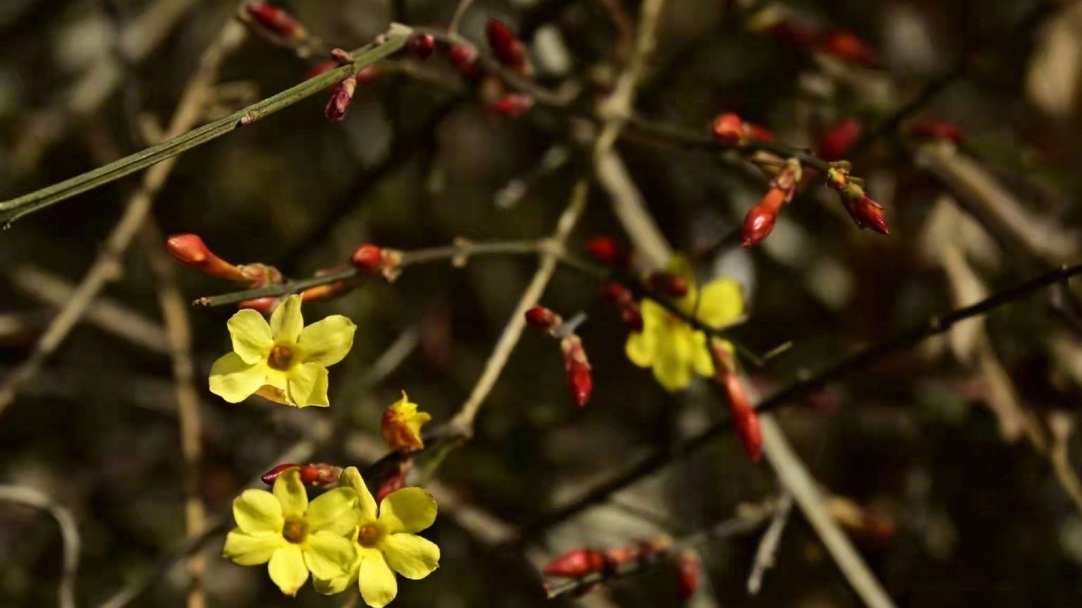 京城腊梅梅花双梅盛开