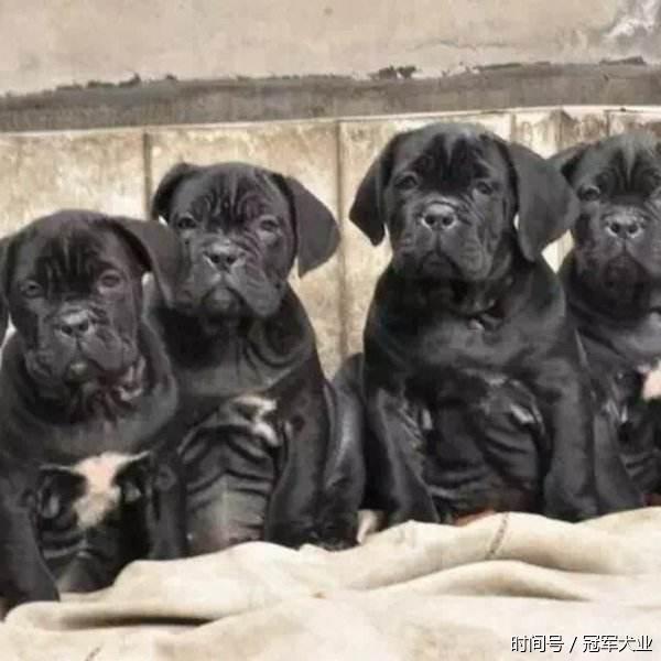 卡斯罗犬吃什么食物长得快又健康