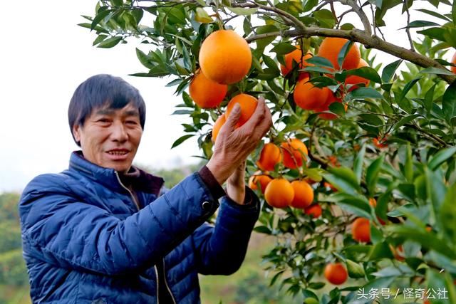 湖北秭归:家庭农场种脐橙年收入百万 观光采摘