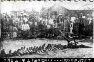 1962昆仑山螳螂人之谜,昆仑山螳螂人是真的吗