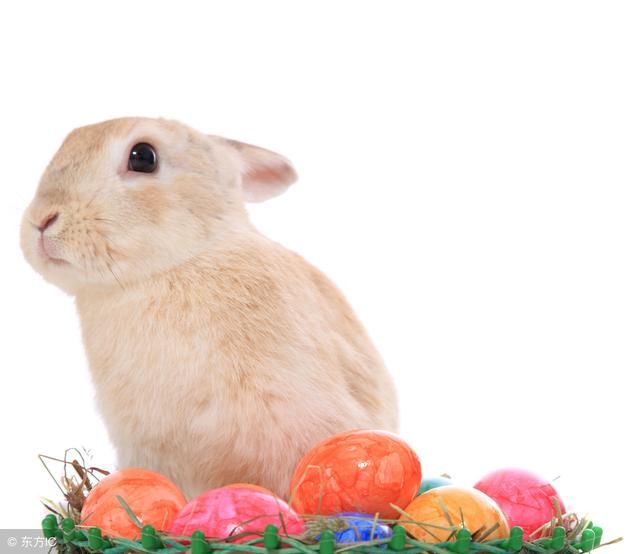 命最苦?1975年(44岁)生肖兔的运势,你家有吗?