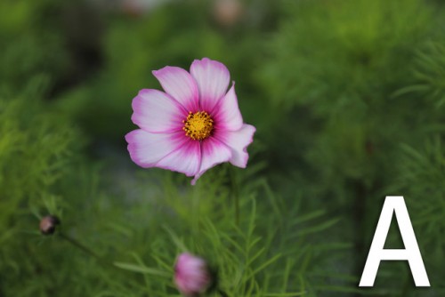 5D4、a7rII、SONY7RM3哪款好