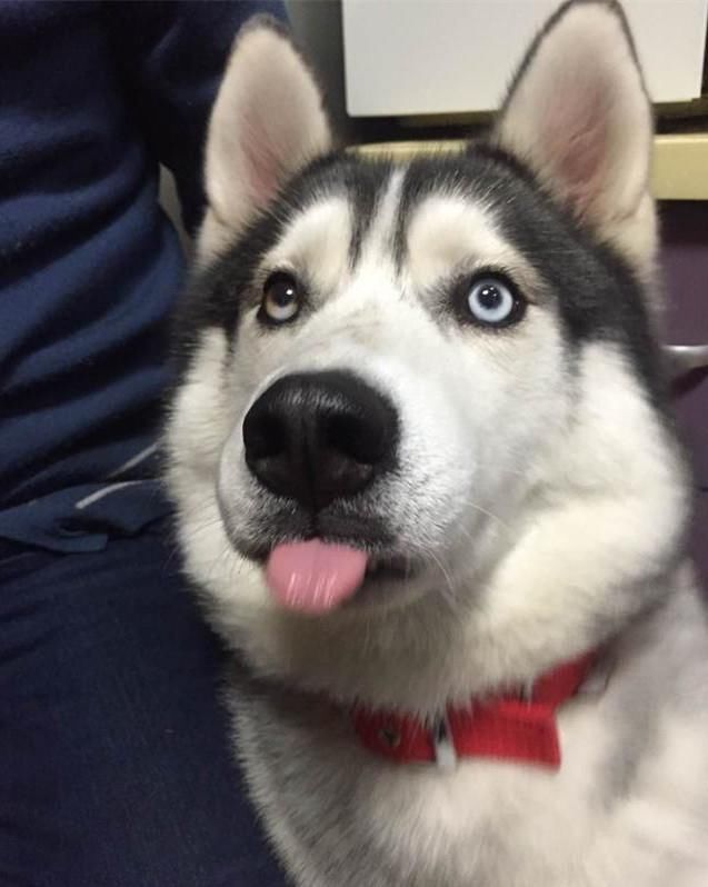 成精哈士奇不想回家躺地演戏装死,主人使用这