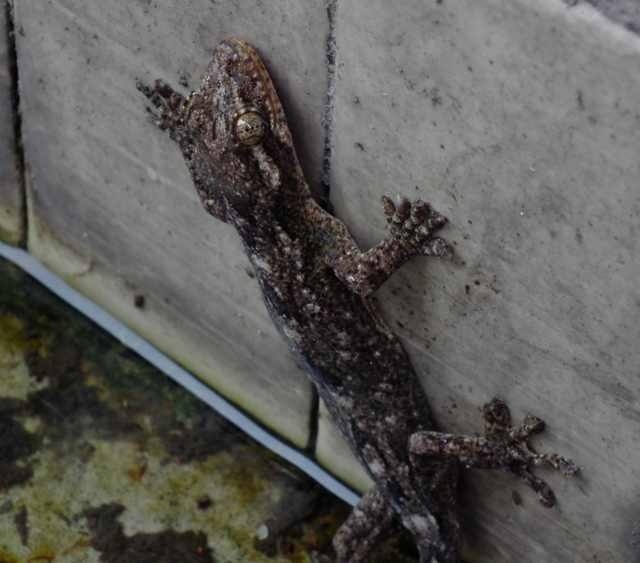 壁虎脚掌上的单根刚毛是200微牛,数量大约有600万根,也就是说壁虎鬃 