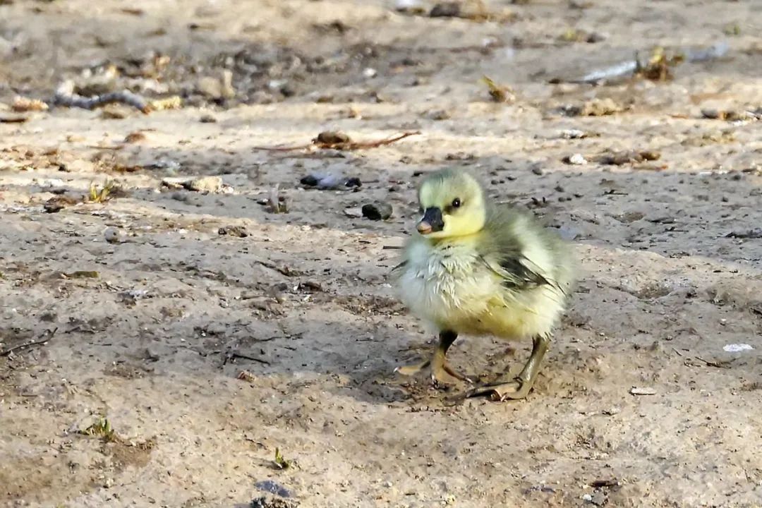 朝阳公园又添"新成员"鸿雁宝宝把心"茸化"