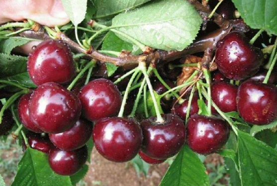 尿酸高吃什么好?多吃6种食物,降低尿酸防痛风