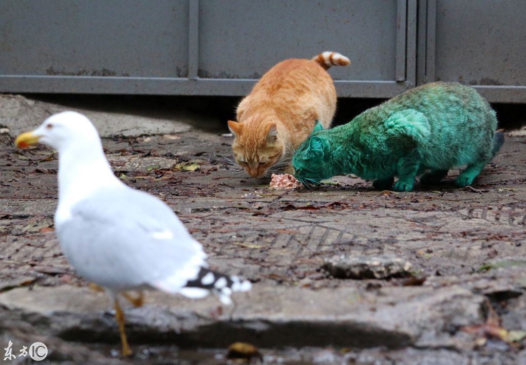 一只罕见的绿猫,猫:还有谁能比我绿