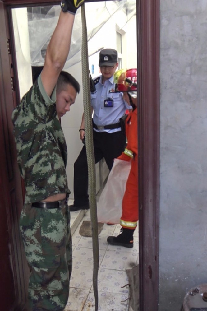 近2米长的蛇钻进幼儿园 消防员捕捉后将其放生