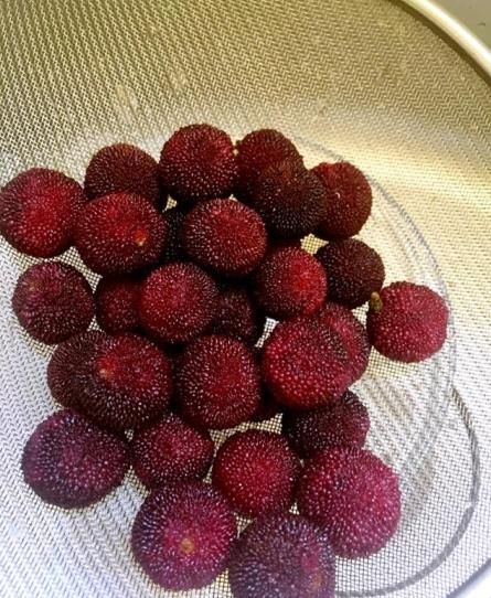 杨梅别直接吃,教你一种新吃法,做法简单又好吃