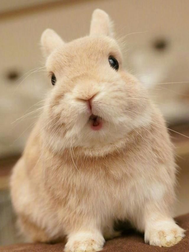 2018年不同年龄生肖兔运程分析