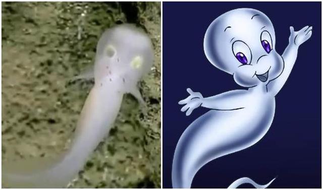 简直是鬼马小精灵真身 没有比牠更像的了 简直是鬼马小精灵真身 没有比牠更像的了