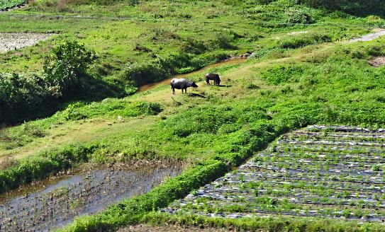 注意了,有农村户口却没有耕地和住房的,到底应