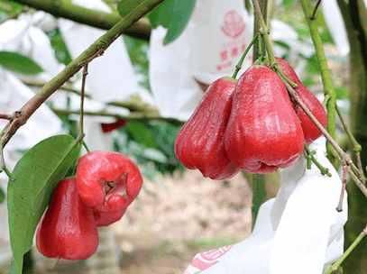 外形和红辣椒相似的莲雾怎么保存 , 莲雾最常见