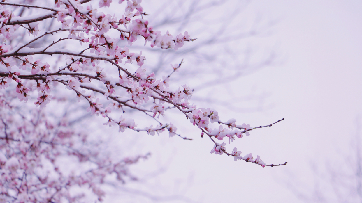 探寻最美北京——凤凰岭三月桃花雪美动京城 探寻最美北京——凤凰岭三月桃花雪美动京城