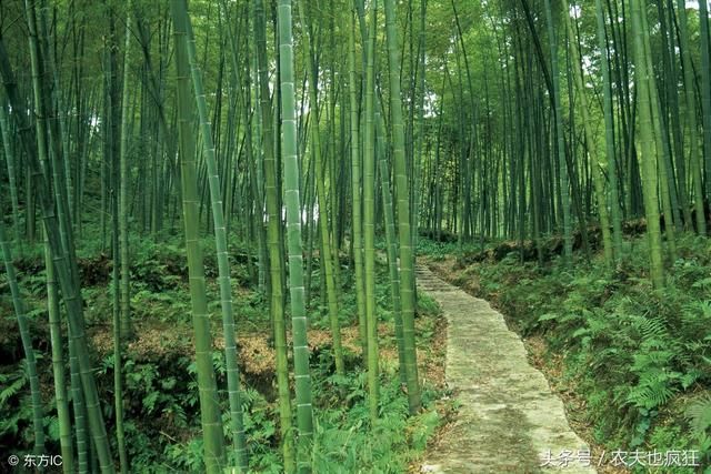 院子里栽种竹子好吗?农村老话门前种竹,子孙