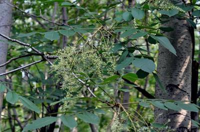 湿疹反复发作,一个土偏方,彻底根治好