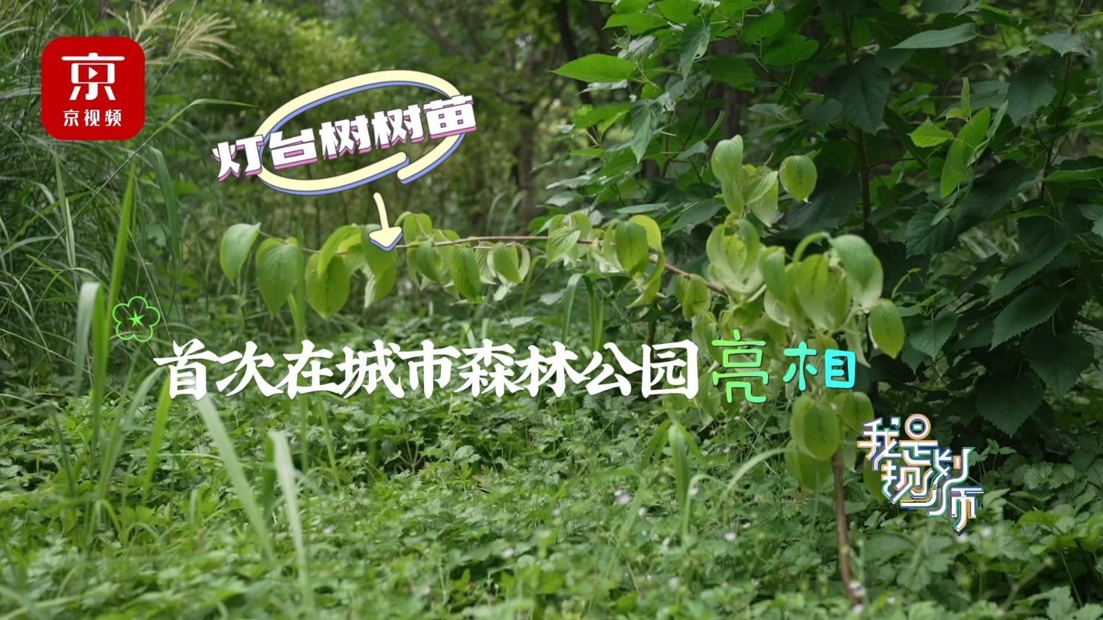 生长在海拔400-2500米森林的它，首次在北京城市森林公园亮相——