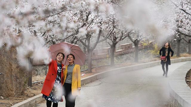 《养生堂》20170324应天顺时话春养 《养生堂》20170324应天顺时话春养