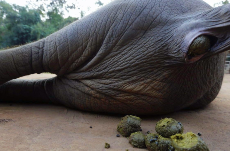 价值400块一杯的象屎咖啡，富豪们却排着队在抢购