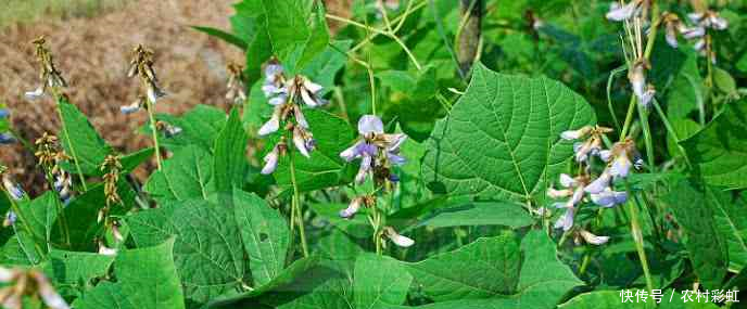 这地下水果,和红薯只有一字之差,种子含剧毒,农